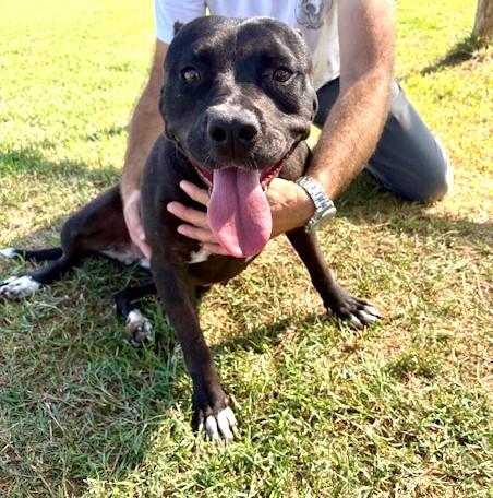 Jessy, cuore di pit❤️ Foto 6